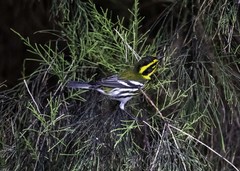 Setophaga townsendi