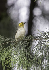 Setophaga occidentalis