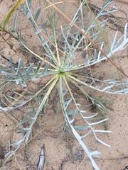 Cirsium pitcheri