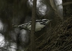 Mniotilta varia