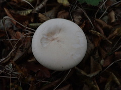 Clitocybe