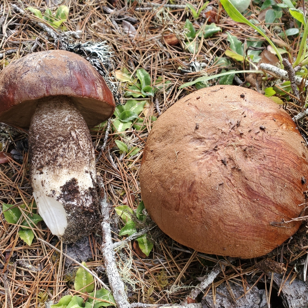Leccinum largentii
