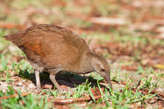 Gallirallus sylvestris
