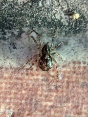 Enoplognatha mandibularis