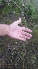 Andropogon brachystachyus