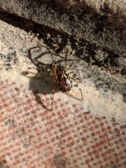 Enoplognatha mandibularis