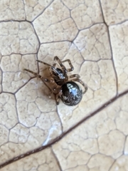 Enoplognatha mandibularis