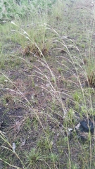 Andropogon brachystachyus