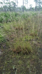 Andropogon brachystachyus