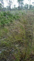 Andropogon brachystachyus