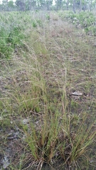Andropogon brachystachyus