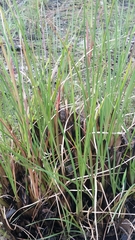 Andropogon brachystachyus
