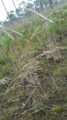 Andropogon brachystachyus