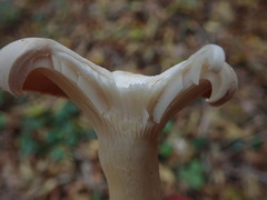Clitocybe