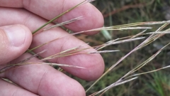 Andropogon brachystachyus