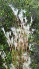 Andropogon floridanus