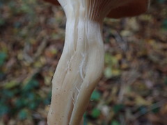 Clitocybe