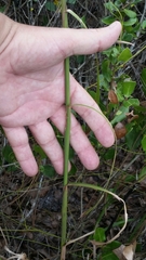 Andropogon floridanus