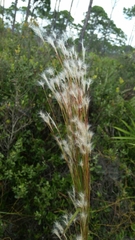 Andropogon floridanus