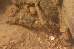 Cottus duranii