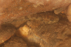 Cottus duranii