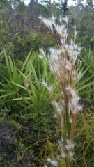 Andropogon floridanus