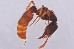 Stigmatomma pallipes