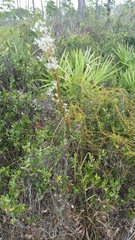 Andropogon floridanus