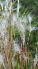 Andropogon floridanus