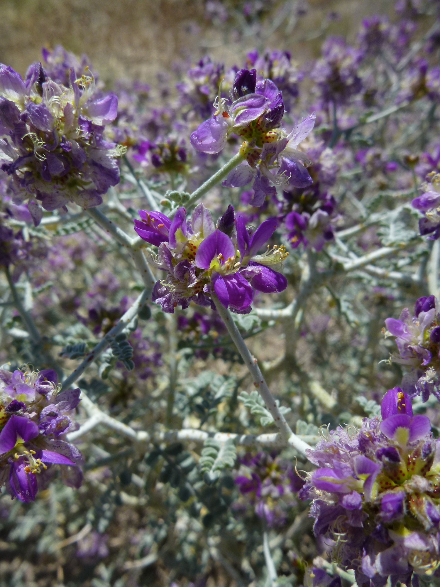 Psorothamnus polydenius