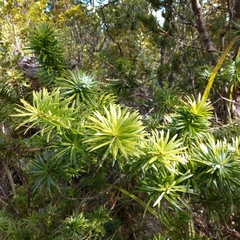Halocarpus kirkii