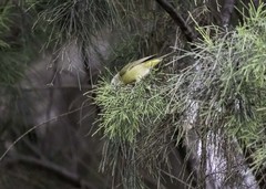 Leiothlypis celata