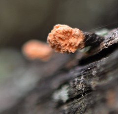 Xylaria flabelliformis