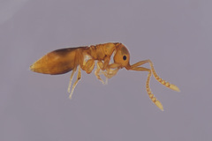 Ceraphronoidea