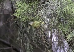 Leiothlypis celata