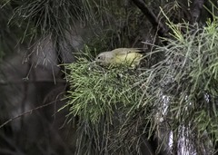 Leiothlypis celata
