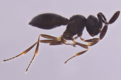 Teleasinae