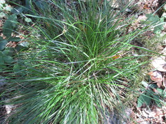 Carex globosa