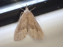 Schrankia taenialis