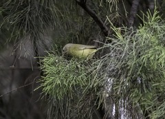 Leiothlypis celata