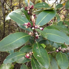 Pittosporum huttonianum