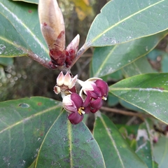 Pittosporum huttonianum