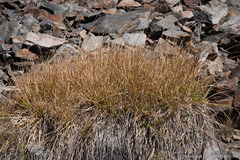 Carex congdonii
