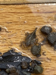 Arigomphus