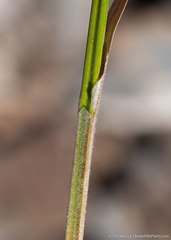 Carex congdonii