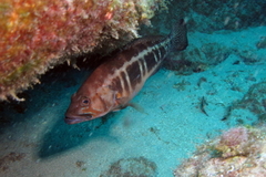 Serranus atricauda