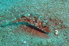 Sphoeroides marmoratus