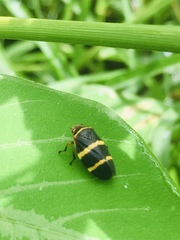 Prosapia simulans