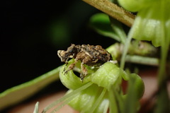 Stephanorhynchus curvipes