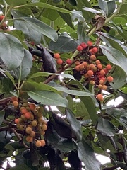Hedycarya arborea